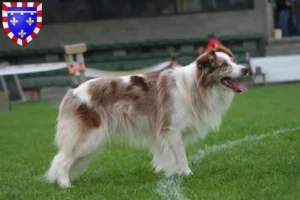 Lire la suite à propos de l’article Éleveurs de Border Collie et chiots en Centre-Val de Loire