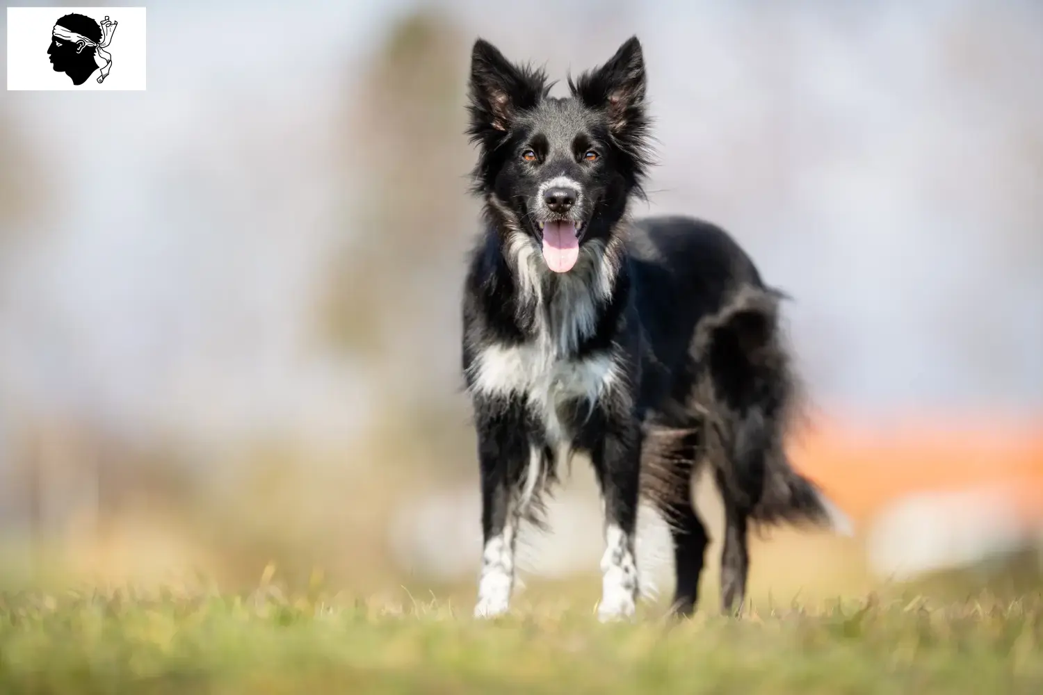 Border Collie chiots et éleveurs Corse Ici tu trouves des éleveurs de Border Collies en Corse.