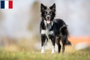 Lire la suite à propos de l’article Éleveurs de Border Collie et chiots en Guadeloupe