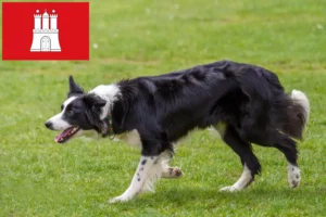 Lire la suite à propos de l’article Éleveurs de Border Collie et chiots à Hambourg
