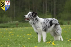 Lire la suite à propos de l’article Éleveurs de Border Collie et chiots en Hauts-de-France
