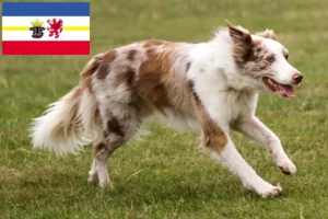 Lire la suite à propos de l’article Éleveurs de Border Collie et chiots dans le Mecklembourg-Poméranie occidentale