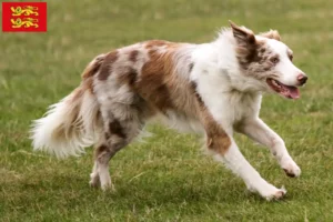 Lire la suite à propos de l’article Éleveurs de Border Collie et chiots en Normandie