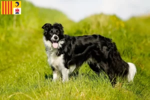 Lire la suite à propos de l’article Éleveurs de Border Collie et chiots en Provence-Alpes-Côte d’Azur