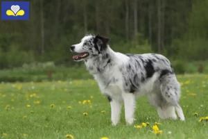 Lire la suite à propos de l’article Éleveurs de Border Collie et chiots en Région de Bruxelles-Capitale