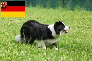 Lire la suite à propos de l’article Éleveurs de Border Collie et chiots en Rhénanie-Palatinat