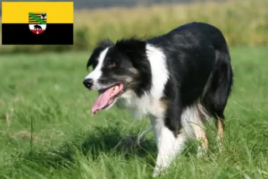 Lire la suite à propos de l’article Éleveurs de Border Collie et chiots en Saxe-Anhalt