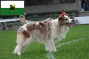 Lire la suite à propos de l’article Éleveurs de Border Collie et chiots en Saxe