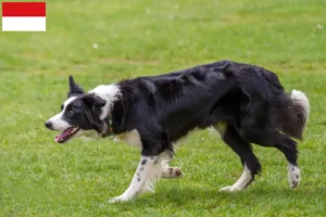 Lire la suite à propos de l’article Éleveurs de Border Collie et chiots à Vienne