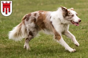 Lire la suite à propos de l’article Éleveurs de Border Collie et chiots dans le Vorarlberg