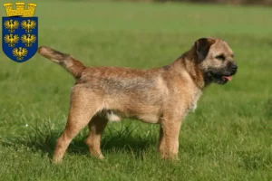 Lire la suite à propos de l’article Éleveurs de border terriers et chiots en Basse-Autriche