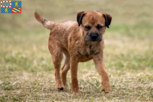 Lire la suite à propos de l’article Éleveurs de border terriers et chiots en Bourgogne-Franche-Comté