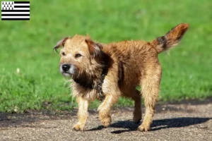 Lire la suite à propos de l’article Éleveurs de border terriers et chiots en Bretagne