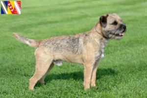 Lire la suite à propos de l’article Éleveurs de border terriers et chiots en Grand Est