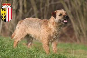 Lire la suite à propos de l’article Éleveurs de border terriers et chiots en Haute-Autriche