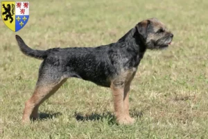 Lire la suite à propos de l’article Éleveurs de border terriers et chiots en Hauts-de-France
