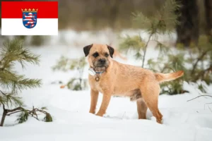 Lire la suite à propos de l’article Éleveurs de border terriers et chiots en Hesse