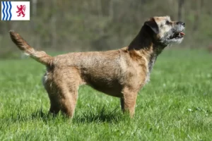 Lire la suite à propos de l’article Éleveurs de border terriers et chiots en Nouvelle-Aquitaine