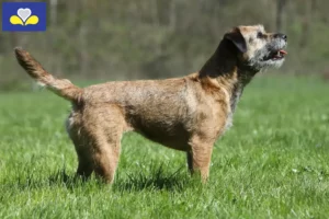 Lire la suite à propos de l’article Éleveurs de border terriers et chiots en Région de Bruxelles-Capitale