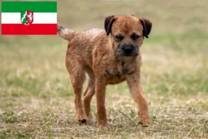 Lire la suite à propos de l’article Éleveurs de border terriers et chiots en Rhénanie du Nord-Westphalie
