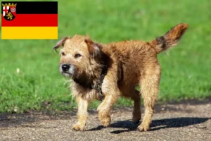Lire la suite à propos de l’article Éleveurs de Border Terriers et chiots en Rhénanie-Palatinat