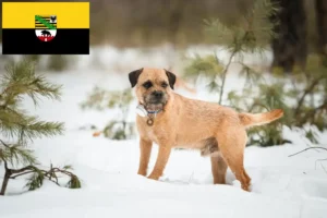 Lire la suite à propos de l’article Éleveurs de border terriers et chiots en Saxe-Anhalt