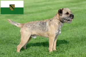 Lire la suite à propos de l’article Éleveurs de border terriers et chiots en Saxe