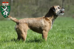 Lire la suite à propos de l’article Éleveurs de border terriers et chiots en Styrie