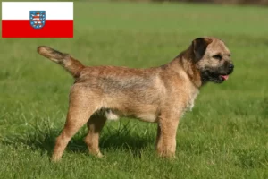 Lire la suite à propos de l’article Éleveurs de border terriers et chiots en Thuringe