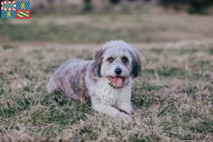 Lire la suite à propos de l’article Éleveurs de Bordoodle et chiots en Bourgogne-Franche-Comté