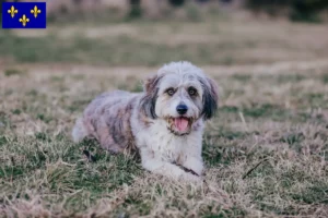 Lire la suite à propos de l’article Éleveurs de Bordoodle et chiots en Île-de-France