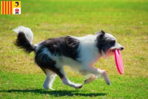 Lire la suite à propos de l’article Éleveurs de Bordoodle et chiots en Provence-Alpes-Côte d’Azur