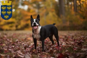 Lire la suite à propos de l’article Éleveurs de Boston Terrier et chiots en Basse-Autriche