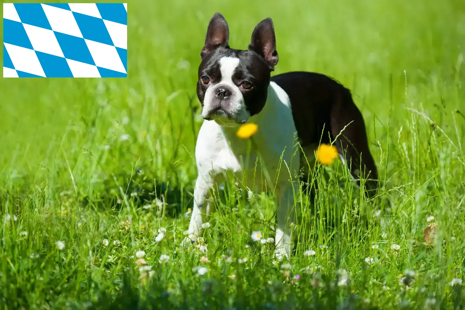 Terrier de Boston chiots et éleveurs Bavière Ici, tu trouveras des éleveurs de Boston Terrier en Bavière.