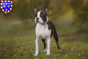 Lire la suite à propos de l’article Éleveurs de Boston terriers et chiots en Centre-Val de Loire