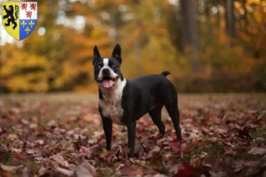 Lire la suite à propos de l’article Éleveurs de Boston terriers et chiots en Hauts-de-France