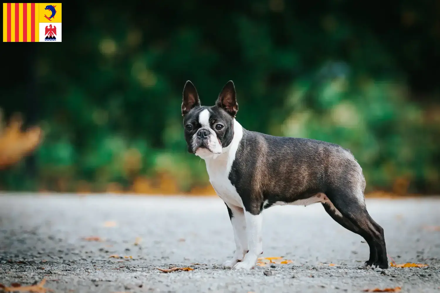 Boston Terrier chiots et éleveurs Provence-Alpes-Côte d'Azur Ici, tu trouveras des éleveurs de Boston Terrier en Provence-Alpes-Côte d'Azur.