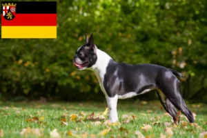 Lire la suite à propos de l’article Éleveurs de Boston Terrier et chiots en Rhénanie-Palatinat