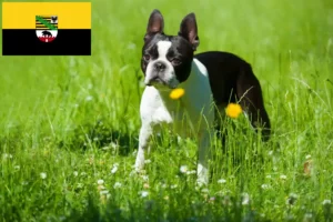 Lire la suite à propos de l’article Éleveurs de Boston Terrier et chiots en Saxe-Anhalt