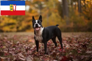 Lire la suite à propos de l’article Éleveurs de Boston Terrier et chiots dans le Schleswig-Holstein