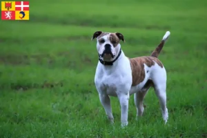 Lire la suite à propos de l’article Éleveurs de Bouledogues américains et chiots en Auvergne-Rhône-Alpes