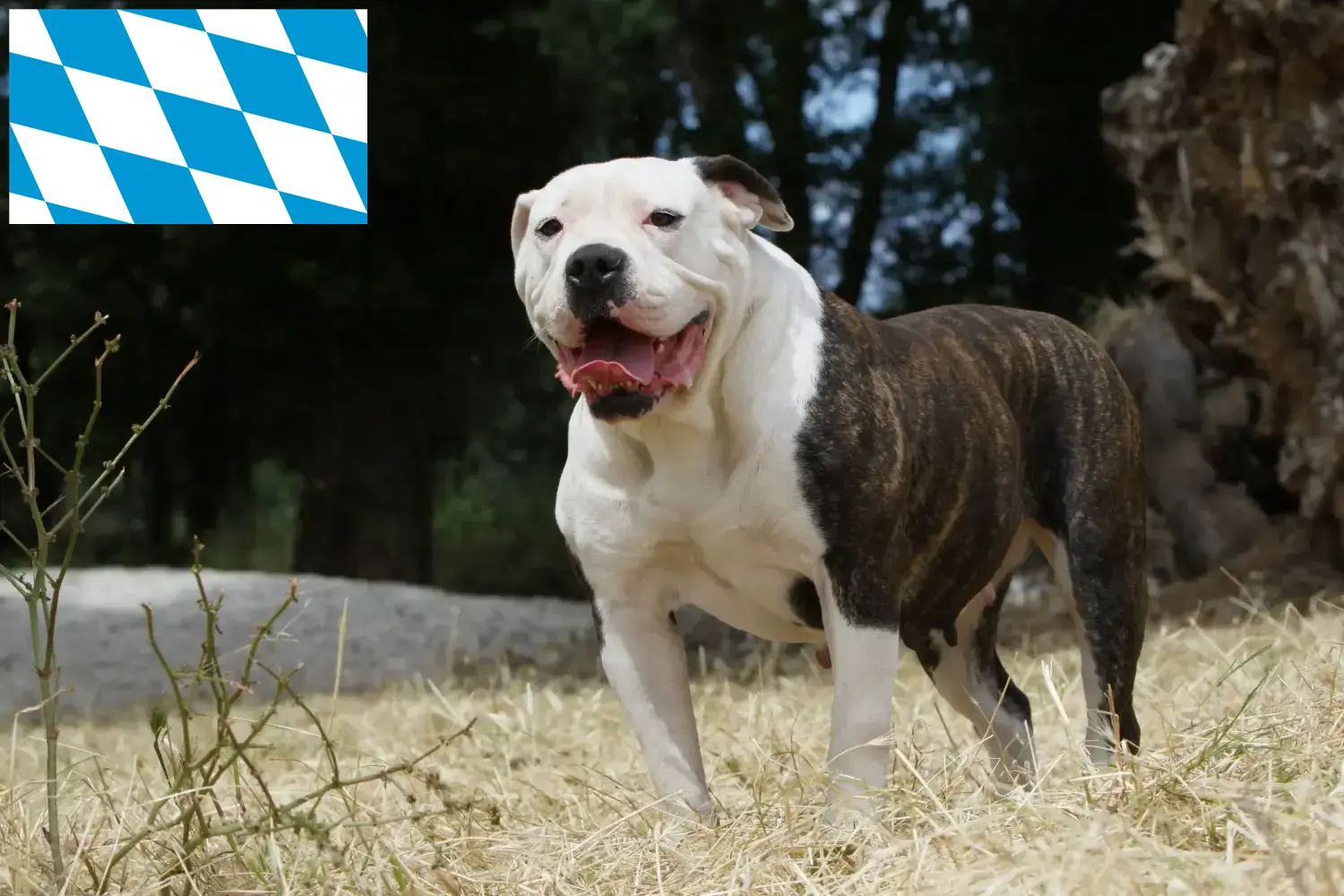 Bouledogue américain chiots et éleveurs Bavière Ici, tu trouveras des éleveurs d'American Bulldogs en Bavière.