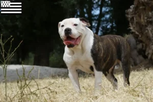 Lire la suite à propos de l’article Éleveurs de Bouledogues américains et chiots en Bretagne