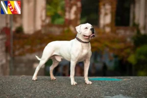Lire la suite à propos de l’article Éleveurs de Bouledogues américains et chiots en Grand Est