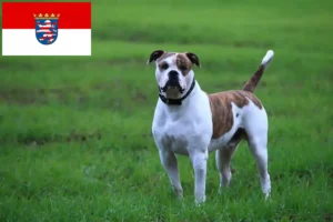 Lire la suite à propos de l’article Éleveurs de Bouledogues américains et chiots en Hesse