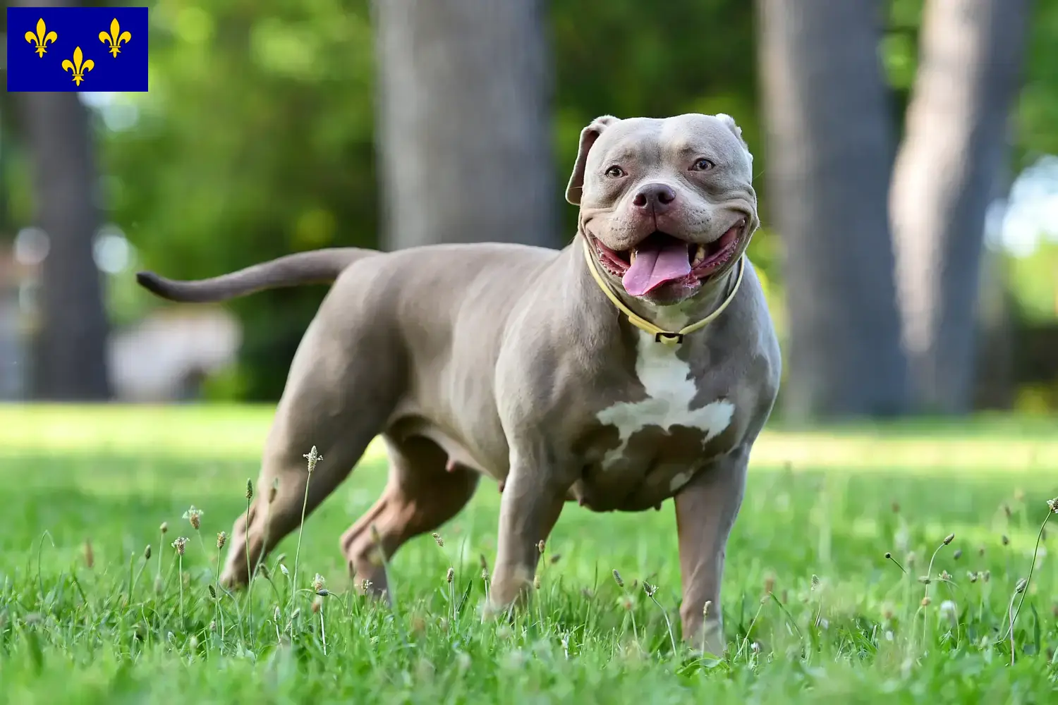 Bouledogue américain chiots et éleveurs Île-de-France Ici vous trouverez des éleveurs d'American Bulldogs en Île-de-France.