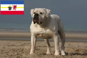 Lire la suite à propos de l’article Éleveurs de Bouledogues américains et chiots dans le Mecklembourg-Poméranie occidentale
