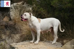 Lire la suite à propos de l’article Éleveurs de Bouledogues américains et chiots en Nouvelle-Aquitaine