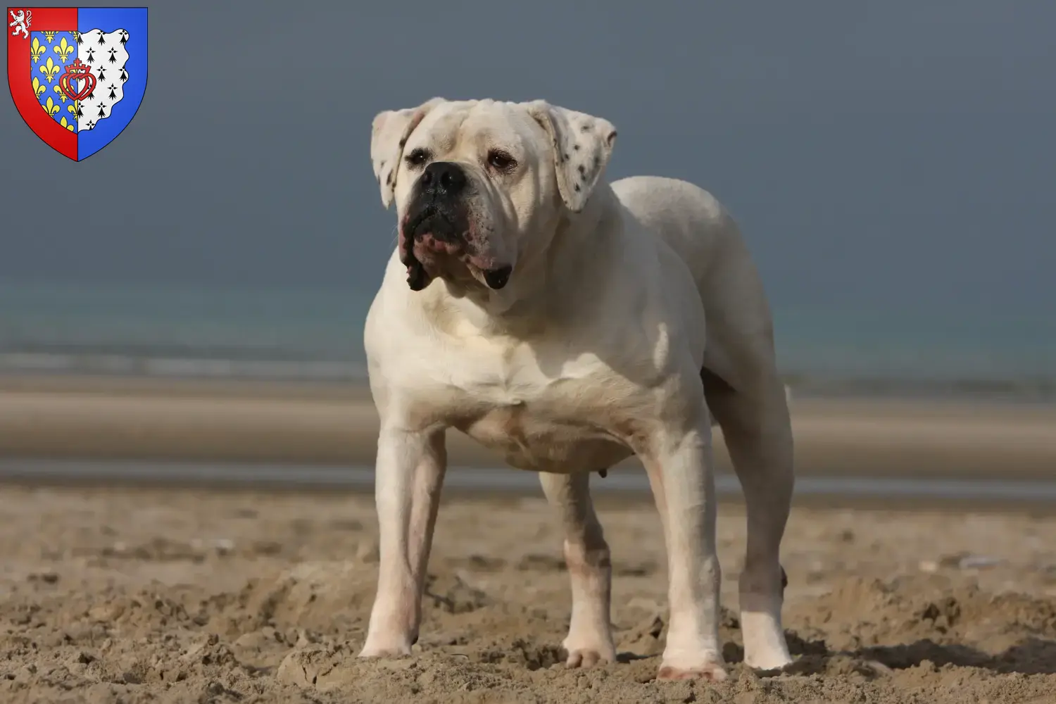 Bouledogue américain chiots et éleveurs Pays de la Loire Ici vous trouverez des éleveurs d'American Bulldogs en Pays de la Loire.