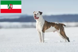 Lire la suite à propos de l’article Éleveurs de Bouledogues américains et chiots en Rhénanie-du-Nord-Westphalie